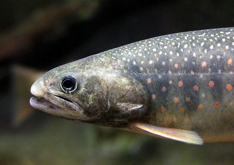 オショロコマ 4